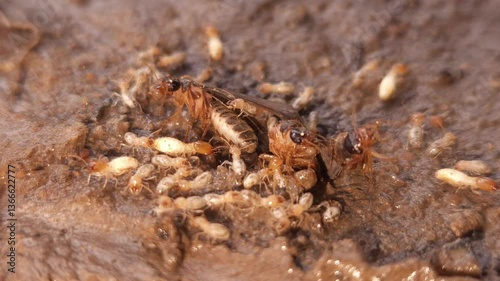 Macro footage of Termite (white ant) Insects , dirty wet ground. photo