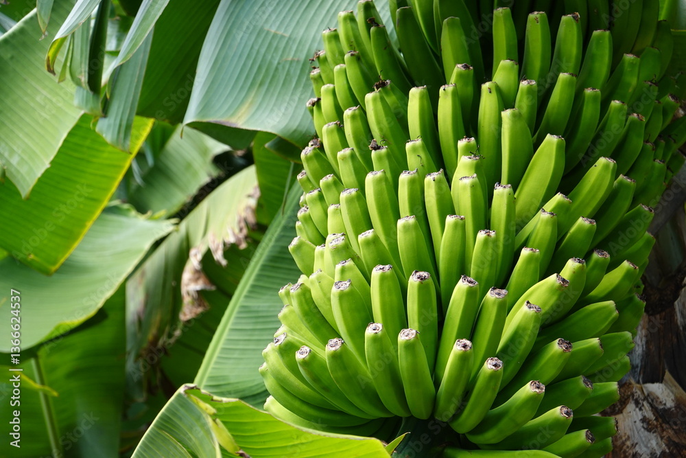 Obraz premium fresh bananas from Madeira island