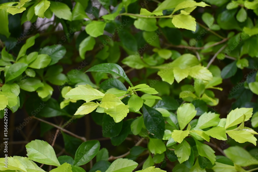 green leaves green leaves