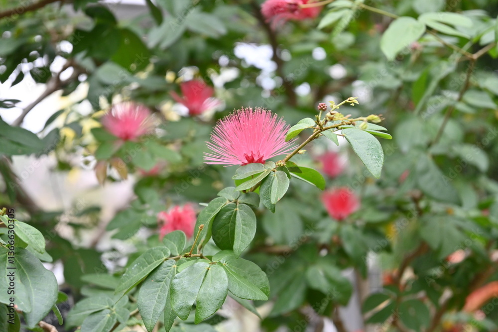 Red flowers Red flowers