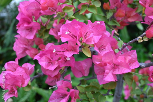 pink flowers