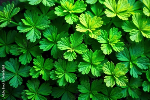 Intricate parsley leaf pattern, vibrant green hues , vibrant, white, ingredient