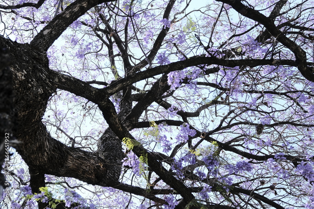 Fototapeta premium low angle view of our Beloved Jacaranda