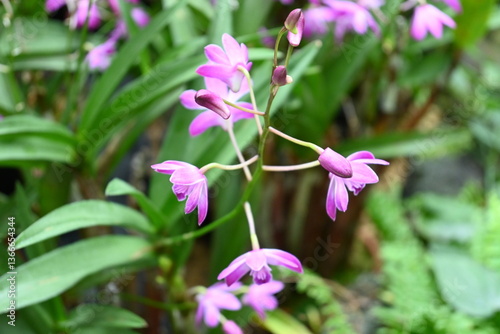 purple and white orchid