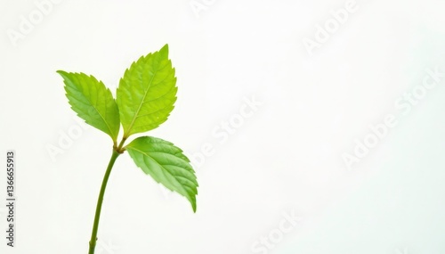 Obraz na płótnie Single, delicate sapling against pure white backdrop, clean, spring w salonie