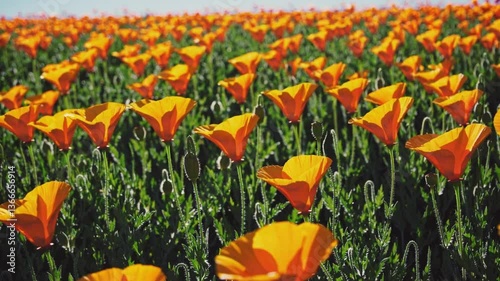 Vibrant orange flowers blooming in a sunny field  