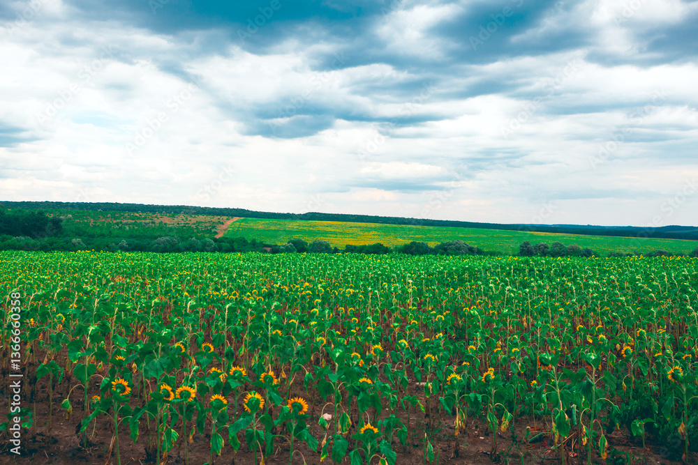 Field of sunflowers stretching toward horizon, their golden heads creating a cheerful sea of color. Above, dramatic clouds roll across the sky, adding depth and contrast to the serene rural landscape