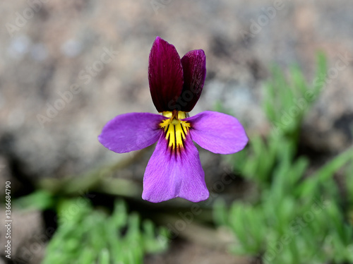Beckwith's Violet (Viola beckwithii) blooming in the high desert of Washoe County, Nevada.
