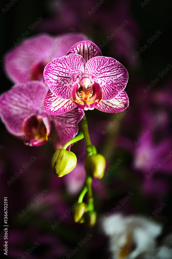 Vibrant orchid blooms showcasing intricate patterns in a lush garden setting during springtime Vibrant orchid blooms showcasing intricate patterns in a lush garden setting during springtime