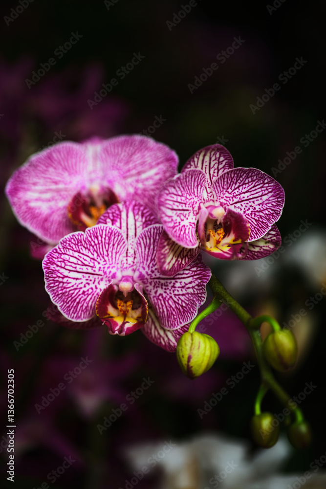 Obraz premium Vibrant purple orchids with intricate patterns blooming against a dark background in a lush garden setting