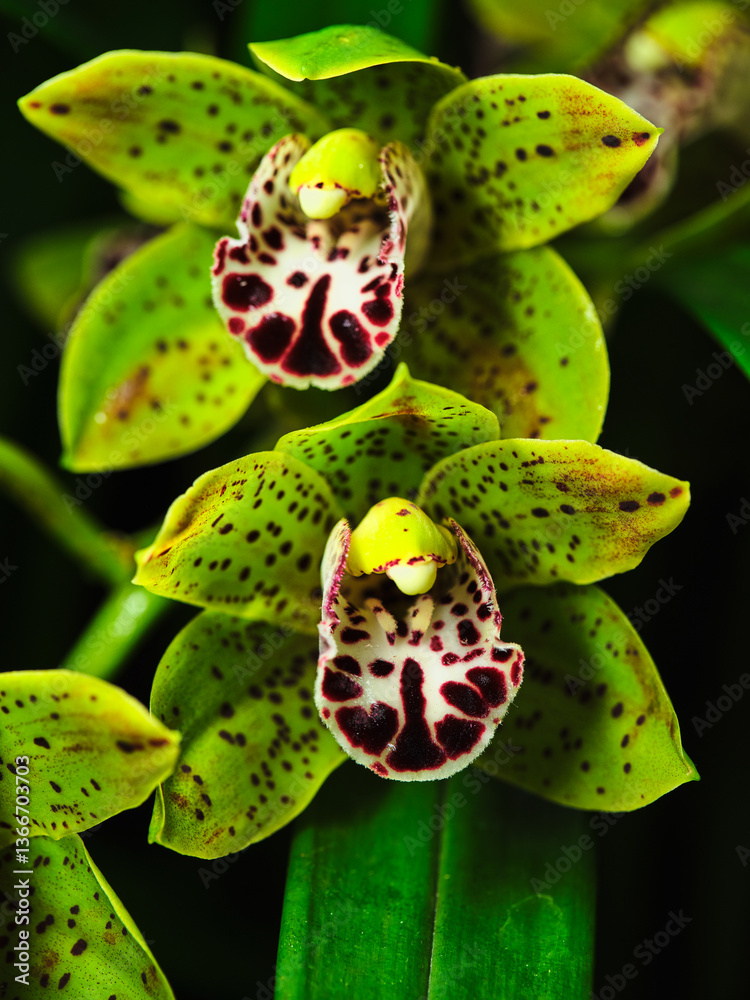 Obraz premium Vibrant orchid blooms showcasing intricate patterns in a lush garden environment during summer