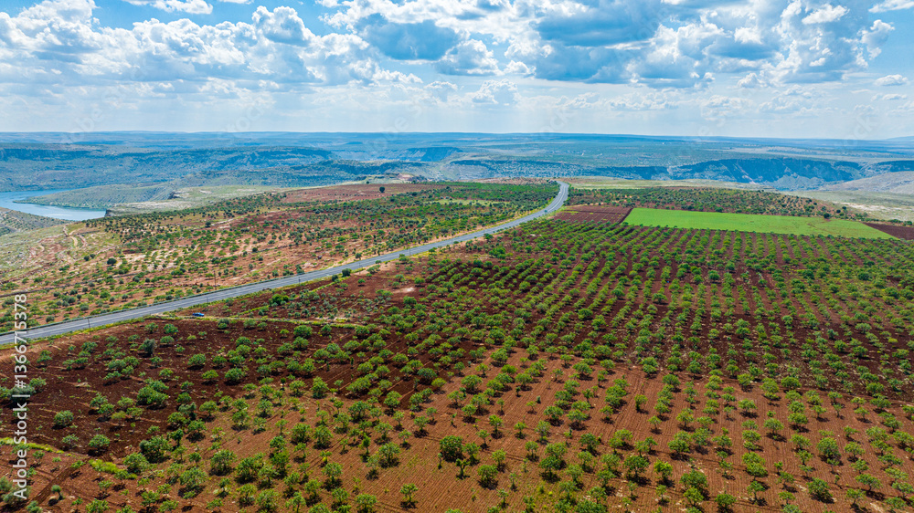 Obraz premium Aerial view of pistachio trees in fertile farmland Halfeti Sanliurfa Turkey