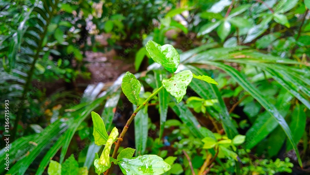 Naklejka premium Close up of vibrant green leaves after rain