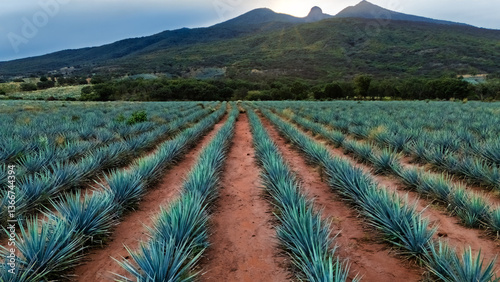 Canvastavla Blue agave plantation with mountain background in a field near Tequila, Jalisco,