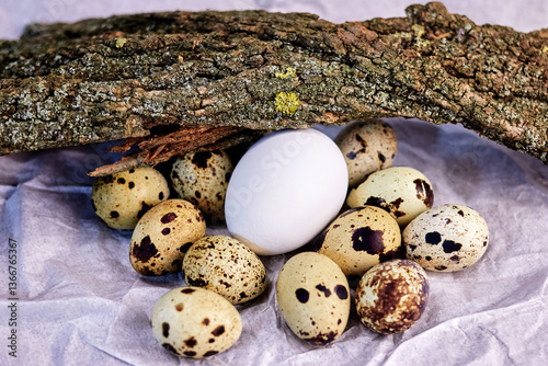 a scattering of quail eggs and one white one on a paper background under a snag, the concept of naturalness, spring growth and new life