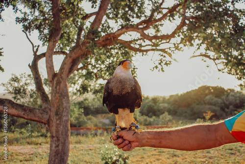 Carcará no Parque dos Falcões photo