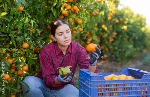 Canvas Print Positive busy young woman farmer worker harvesting local ripe tangerines in gard
