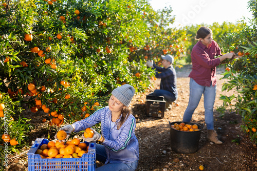 Fotomural Positive female farmer picking carefully ripe mandarins on plantation