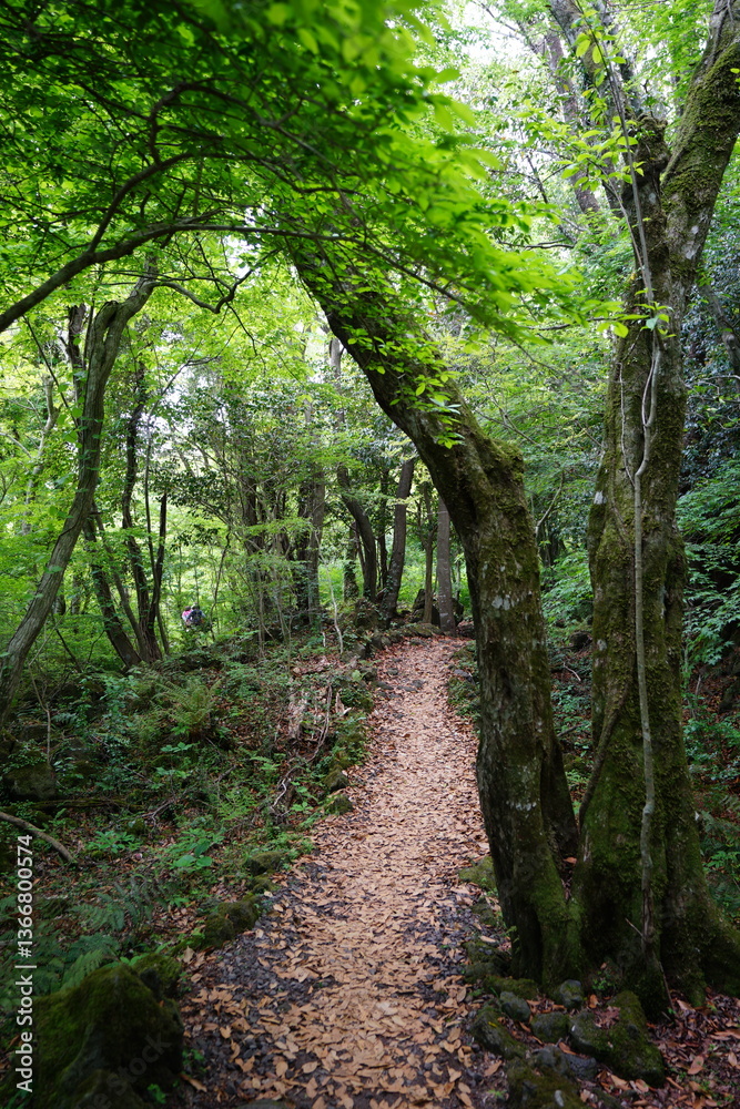 Obraz premium spring path through mossy rocks and old trees