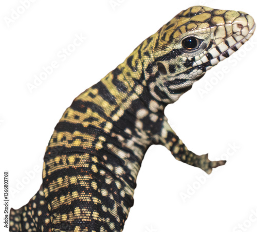 Baby tegu lizard isolated on white background PNG. 