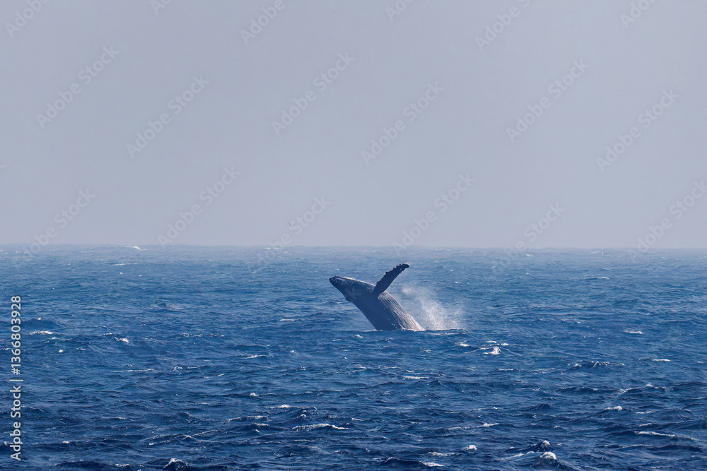 Fototapeta premium ブリーチング（ジャンプ）をしている。陸から見えたザトウクジラ（ナガスクジラ科）の群れが泳ぐ様子。 英名学名：Humpback Whale, Megaptera novaeangliae 真新しい溶岩でできた荒々しい海岸線の底土港外。 東京都伊豆諸島八丈島-2025年