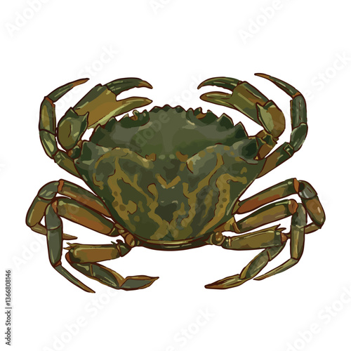 European green crab