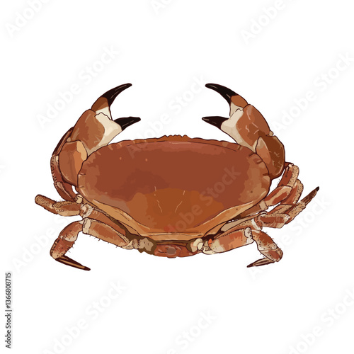 Brown Crab