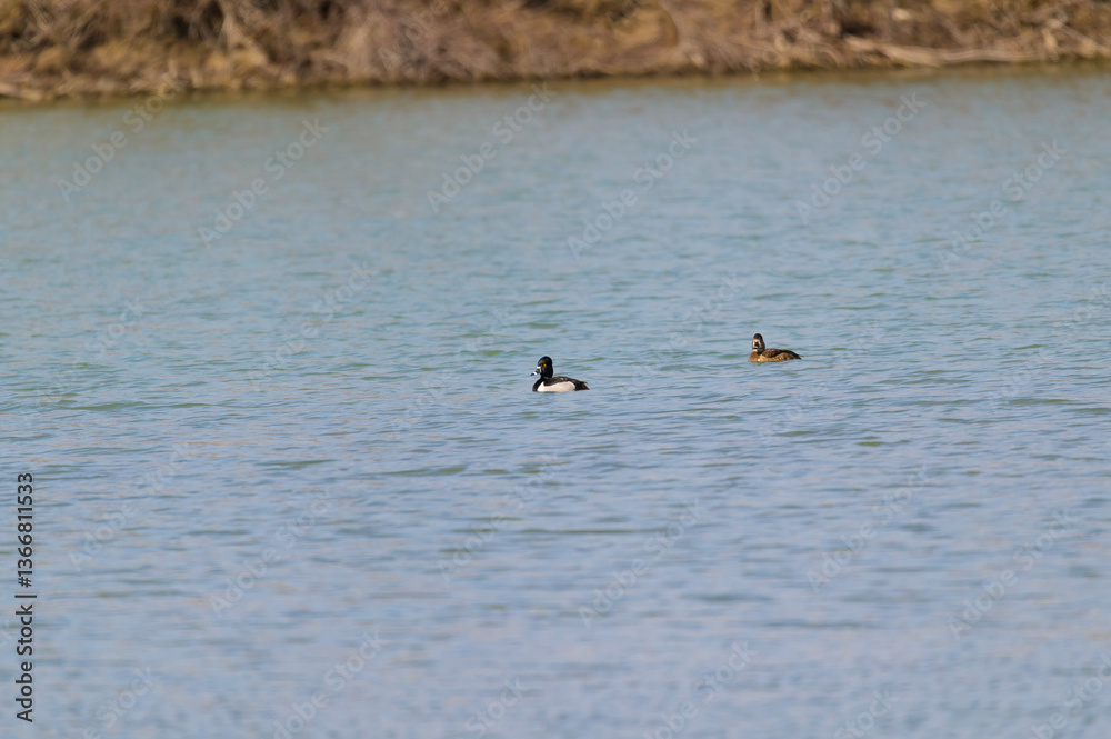 Ring Neck Ducks Pair at Magee Marsh in Oak Harbor, Ohio. Ring Neck Ducks Pair at Magee Marsh in Oak Harbor, Ohio.