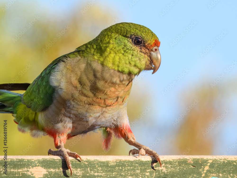Red-capped Parrot (Purpureicephalus spurius) in Australia