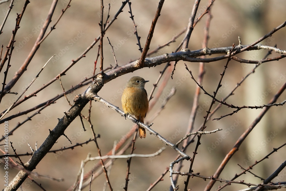 冬の景色を飾るジョウビタキ 冬の景色を飾るジョウビタキ