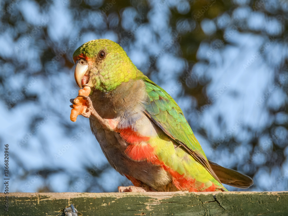 Red-capped Parrot (Purpureicephalus spurius) in Australia