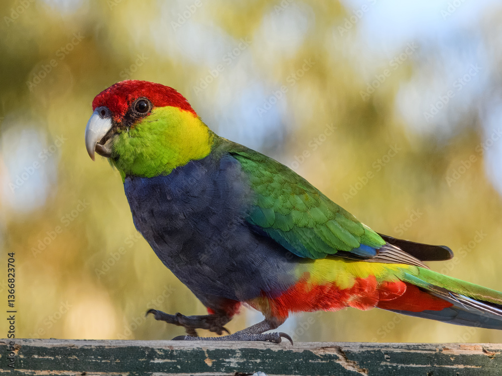 Red-capped Parrot (Purpureicephalus spurius) in Australia