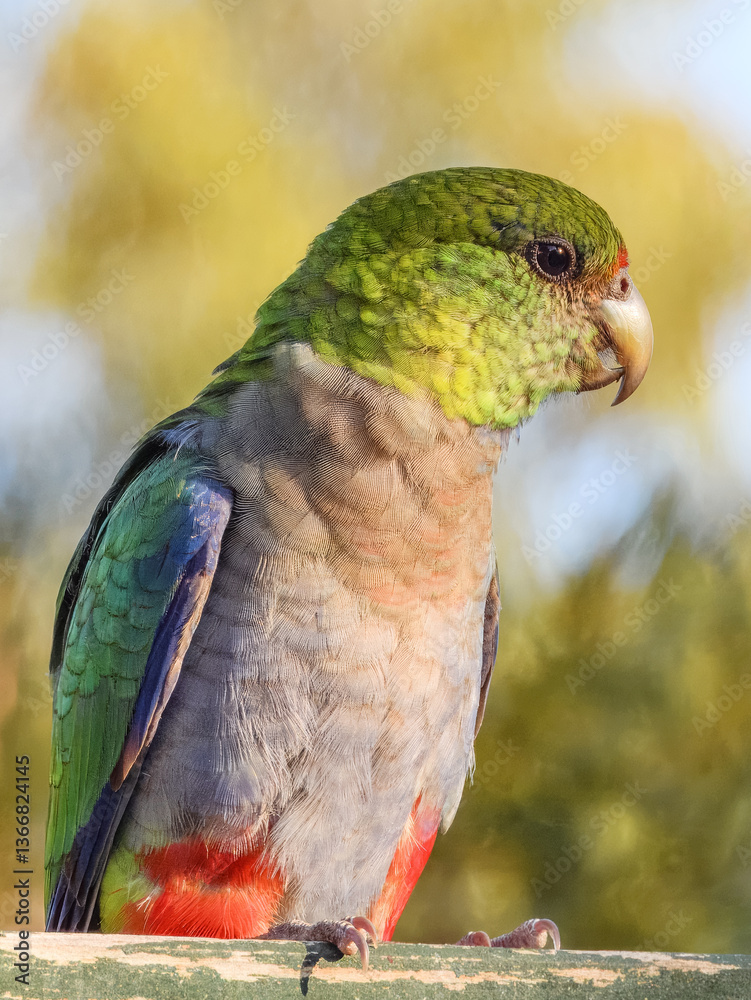 Red-capped Parrot (Purpureicephalus spurius) in Australia