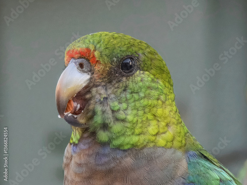 Red-capped Parrot (Purpureicephalus spurius) in Australia