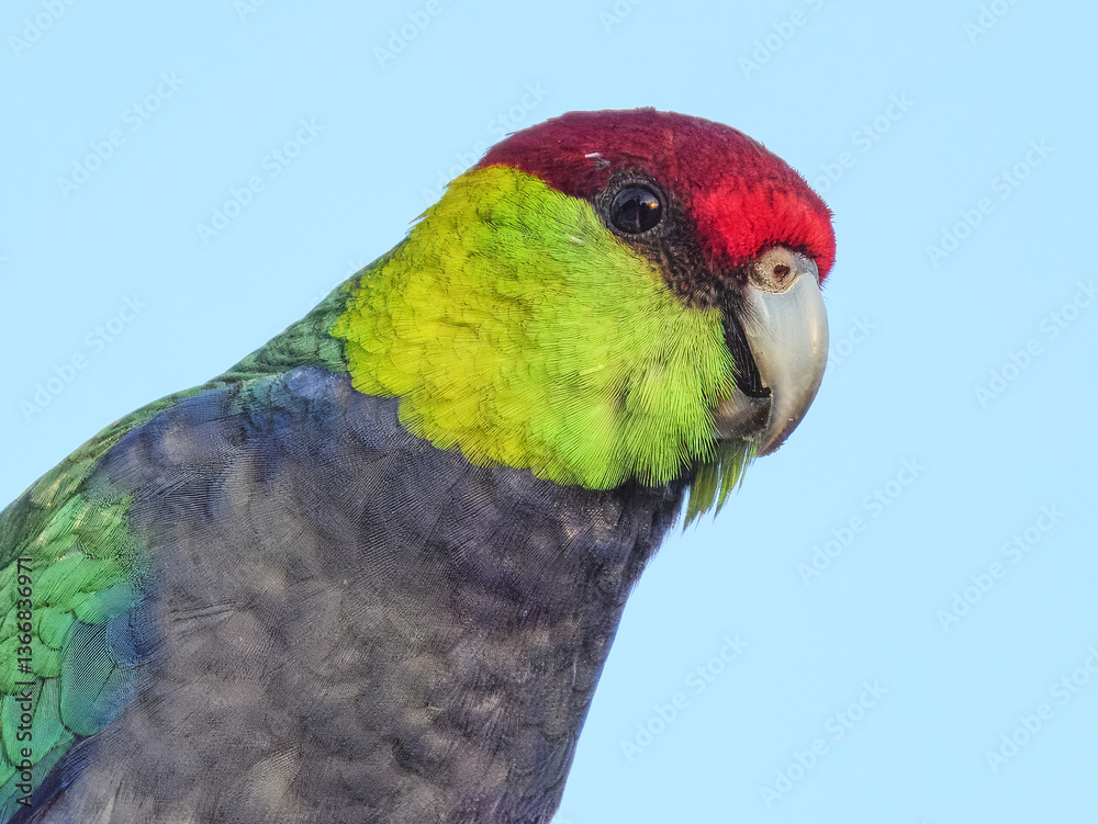 Red-capped Parrot (Purpureicephalus spurius) in Australia