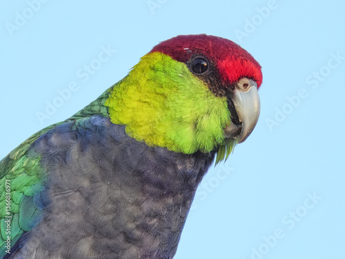 Obraz na płótnie Red-capped Parrot (Purpureicephalus spurius) in Australia w salonie