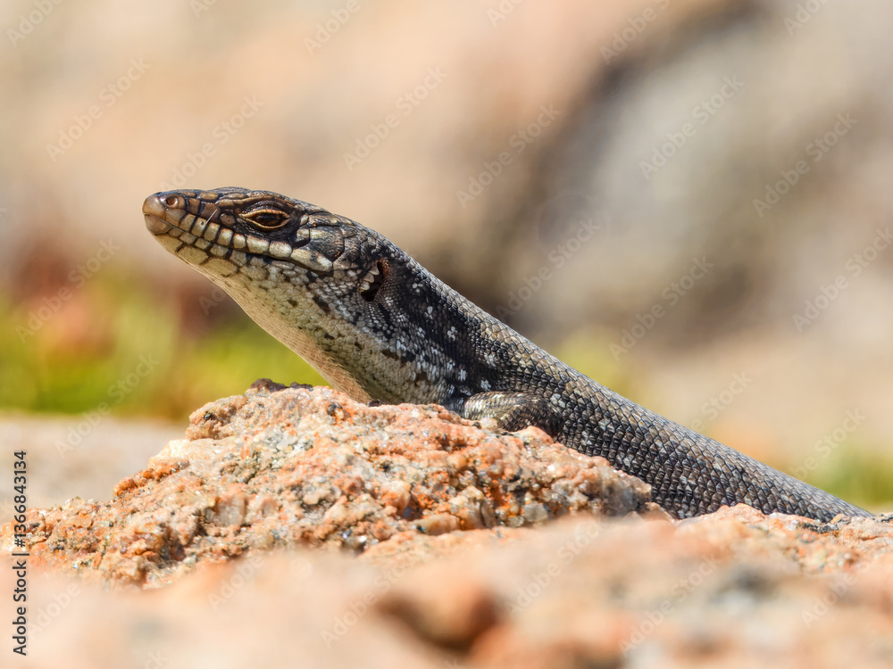 Southwestern Crevice Skink (Egernia napoleonis) in Australia