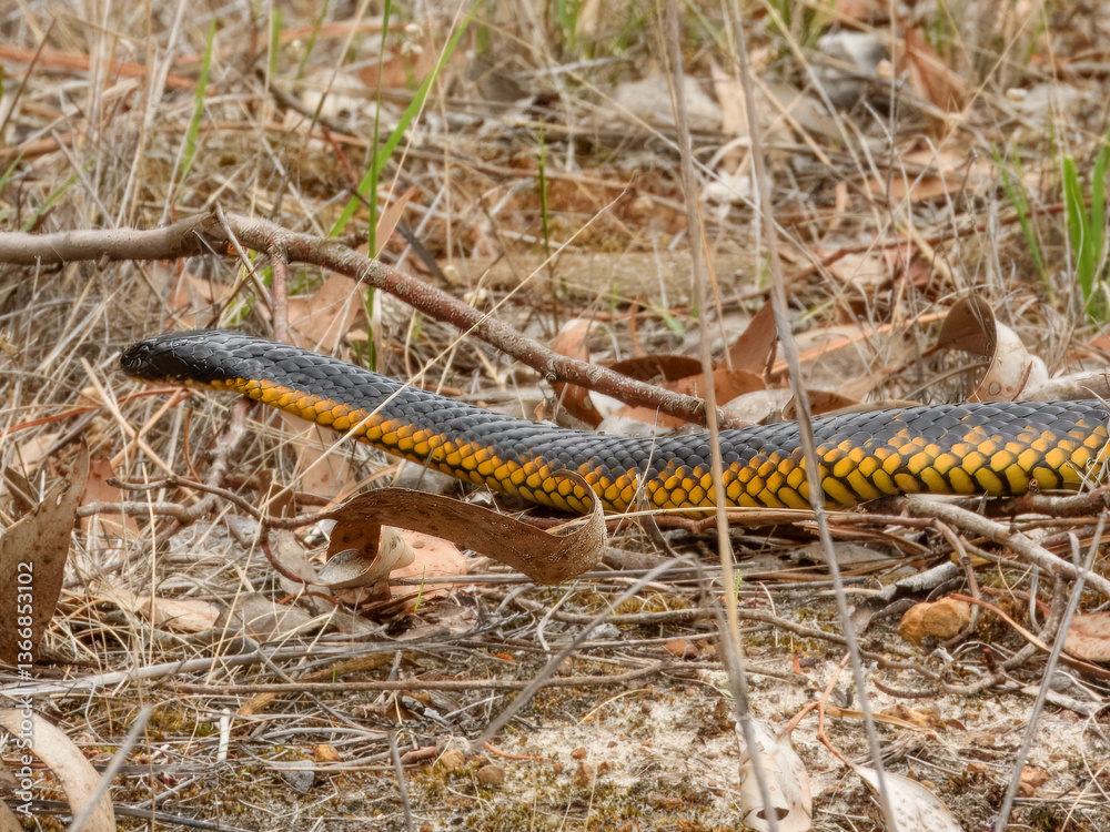 Tiger Snake (Notechis scutatus) in Australia