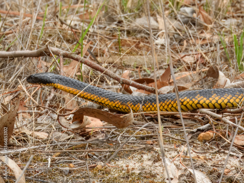 Obraz na płótnie Tiger Snake (Notechis scutatus) in Australia
w salonie