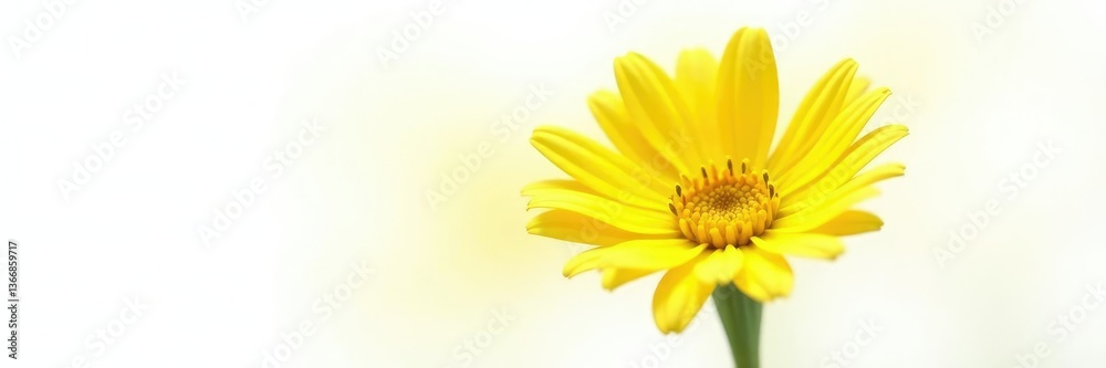 Bright yellow flower isolated on white background, nature, euryops, closeup Bright yellow flower isolated on white background, nature, euryops, closeup