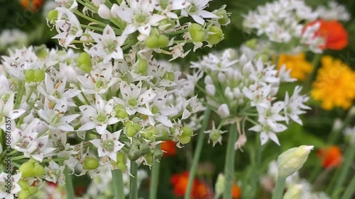 Sweet Honey Bees are drinking nectar from flower pollen.