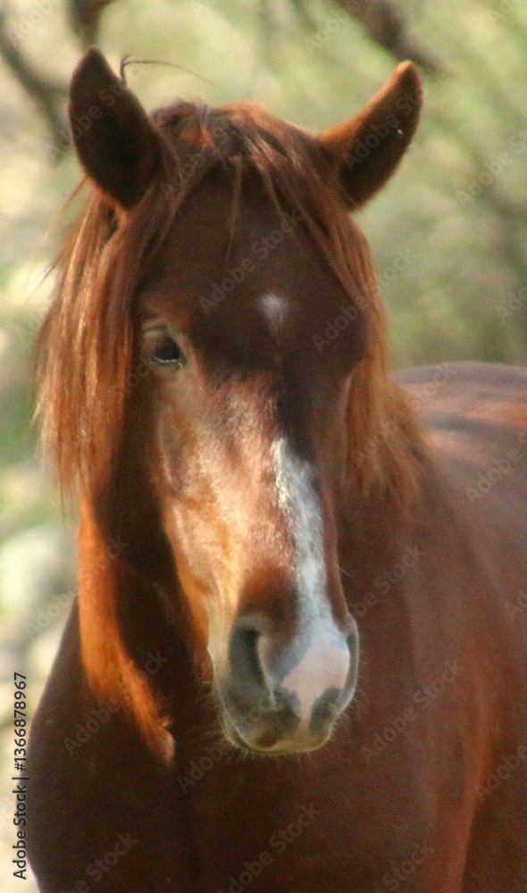 Fototapeta premium Portrait of a Wild Horse 