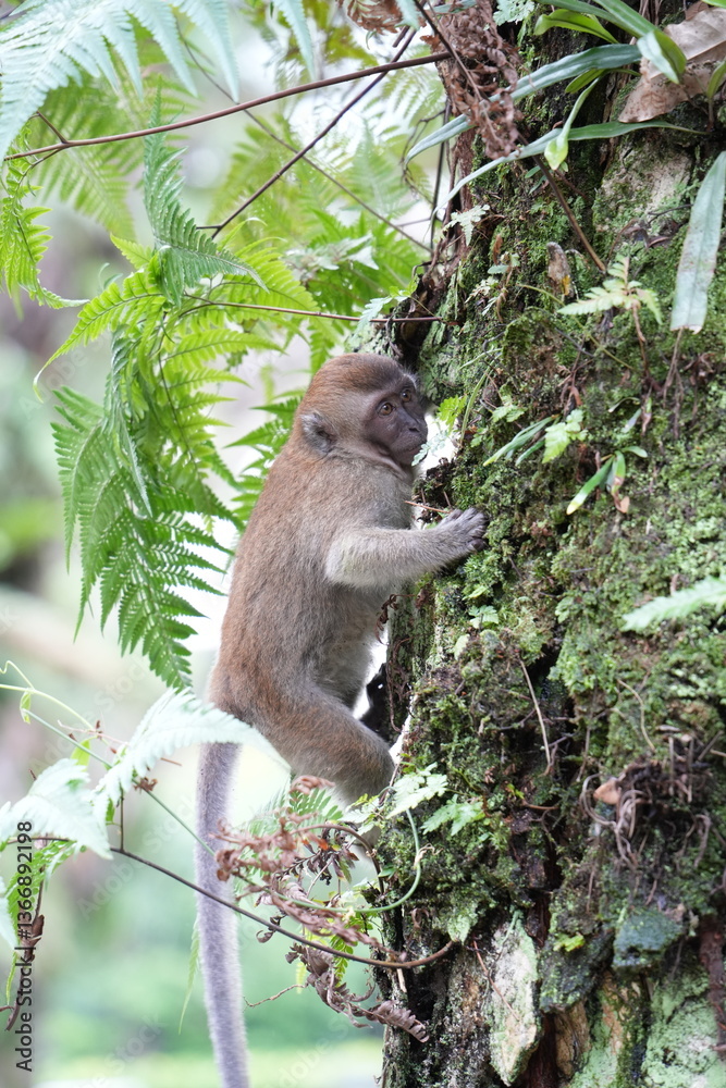 Fototapeta premium monkey in the city