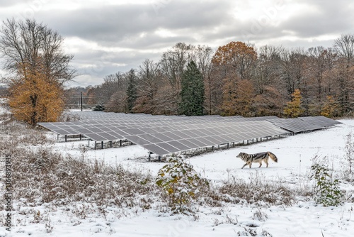 Obraz na płótnie Snowy Landscape with Solar Panels and a Dog Walking in the Winter Scene w salonie