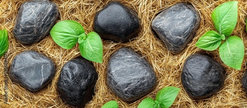 Obraz na płótnie Black Stones Surrounded by Fresh Green Leaves on a Straw Background w salonie