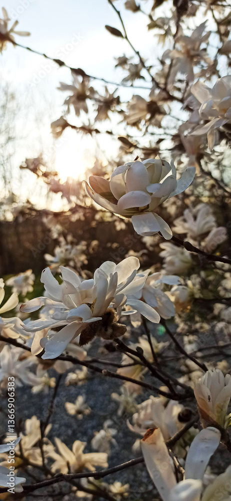 Naklejka premium magnolia blooming spring garden / beautiful flowers, spring background white flowers in the morning sun