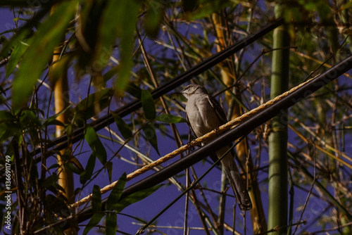 small mockingbird sitting on a power line among tall green bamboo grass