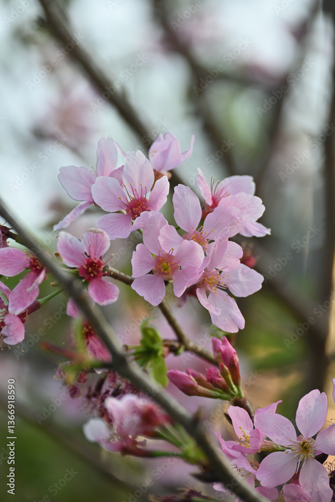 Obraz premium 桜の開花