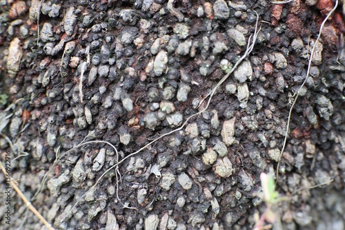 Detailed close-up showing the remarkable bark texture of a tree with unique protrusions and subtle earth-tone hues