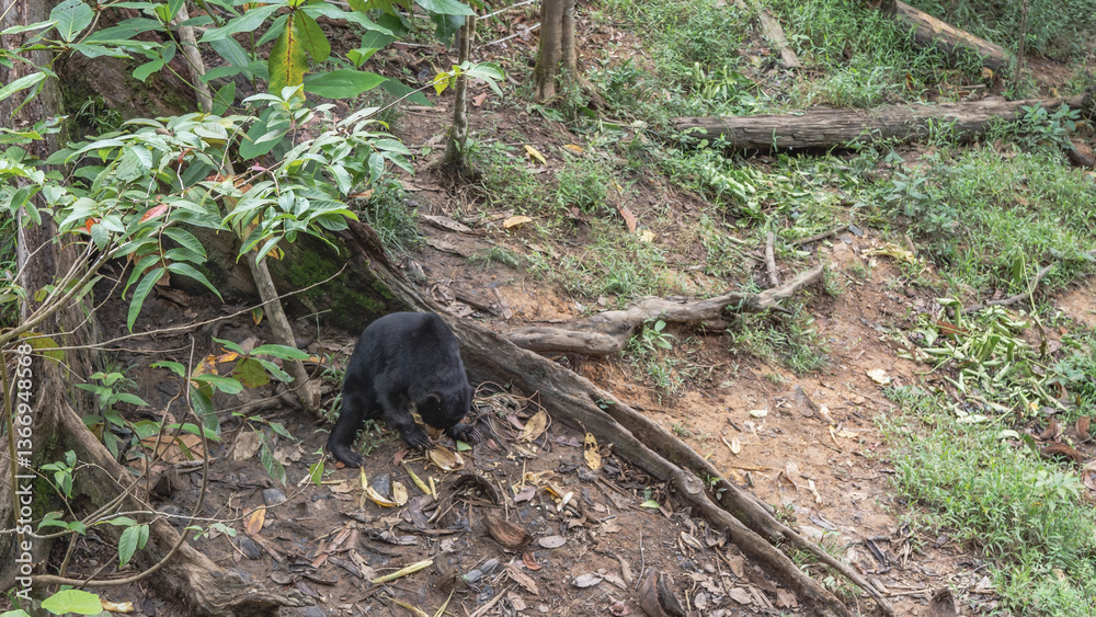 Obraz premium Biruang feeds in the Bornean Sun Bear Conservation Centre. An endemic animal with black fur and an orange muzzle eats fruits laid out on the ground at the roots of trees. Top view. Malaysia. Borneo.